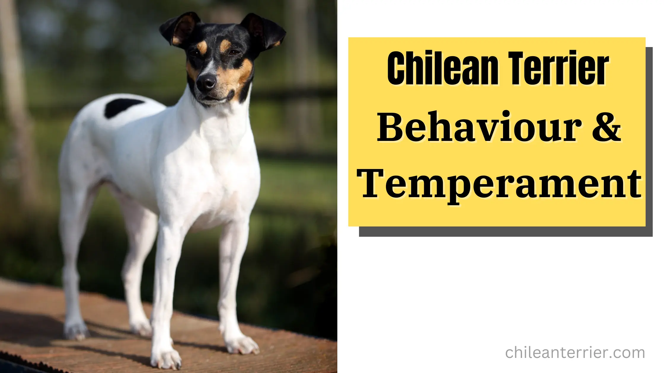 Chilean Terrier Behaviour & Temperament