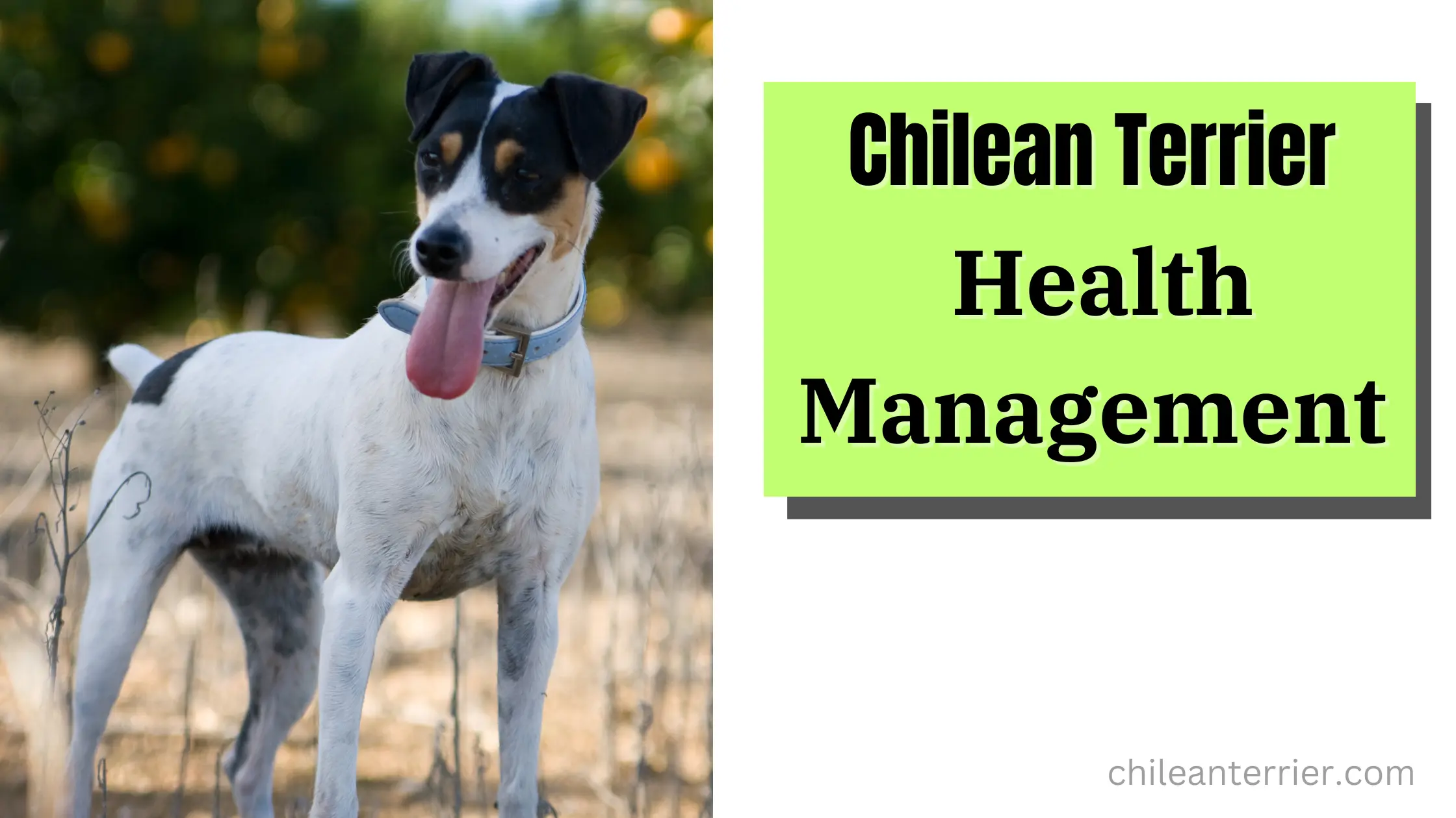 Chilean Terrier Health Management