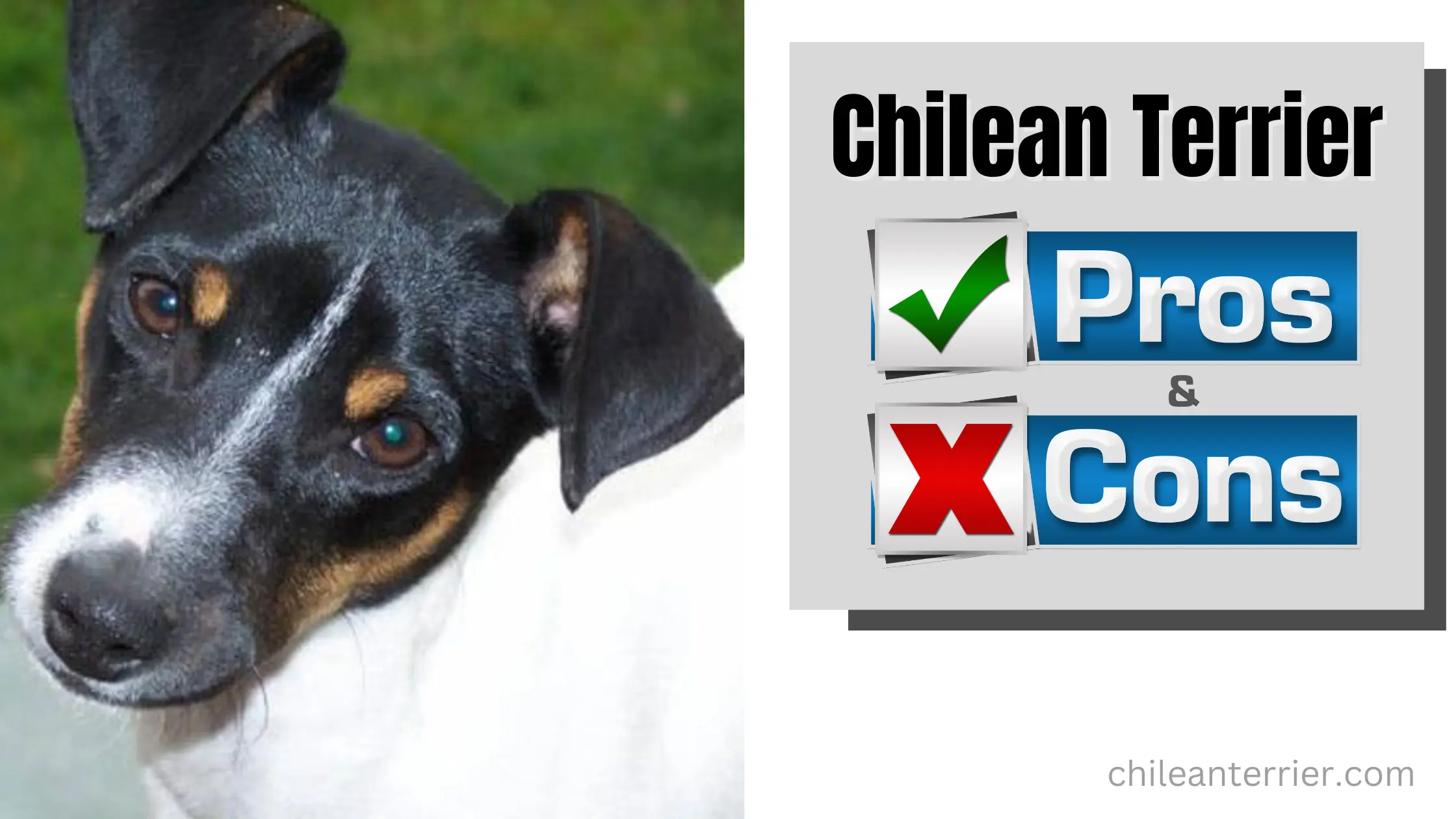 Chilean Terrier Pros and Cons as Pets