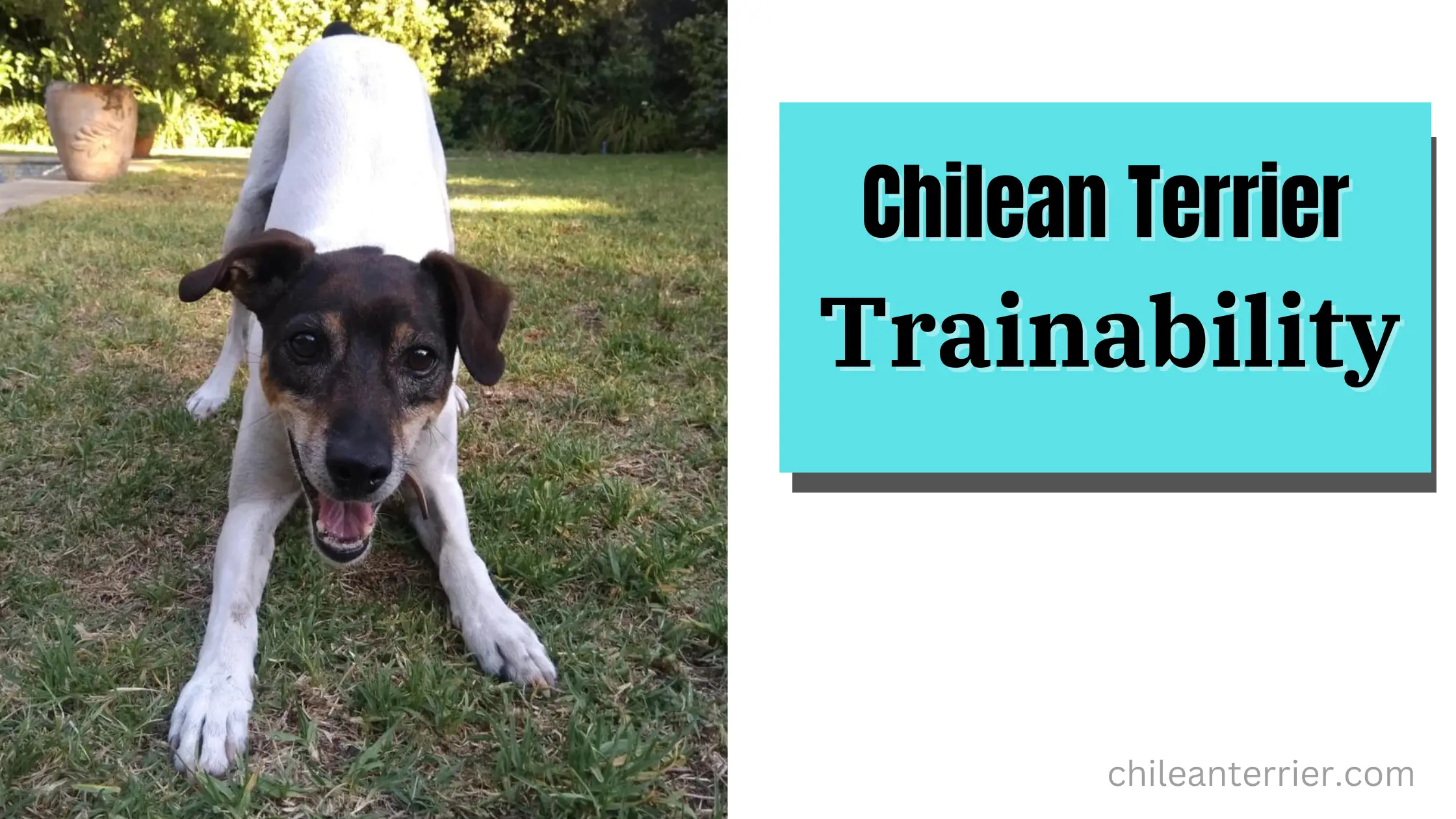 Chilean Terrier Trainability