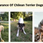 Appearance Of Chilean Terrier Dogs Breed