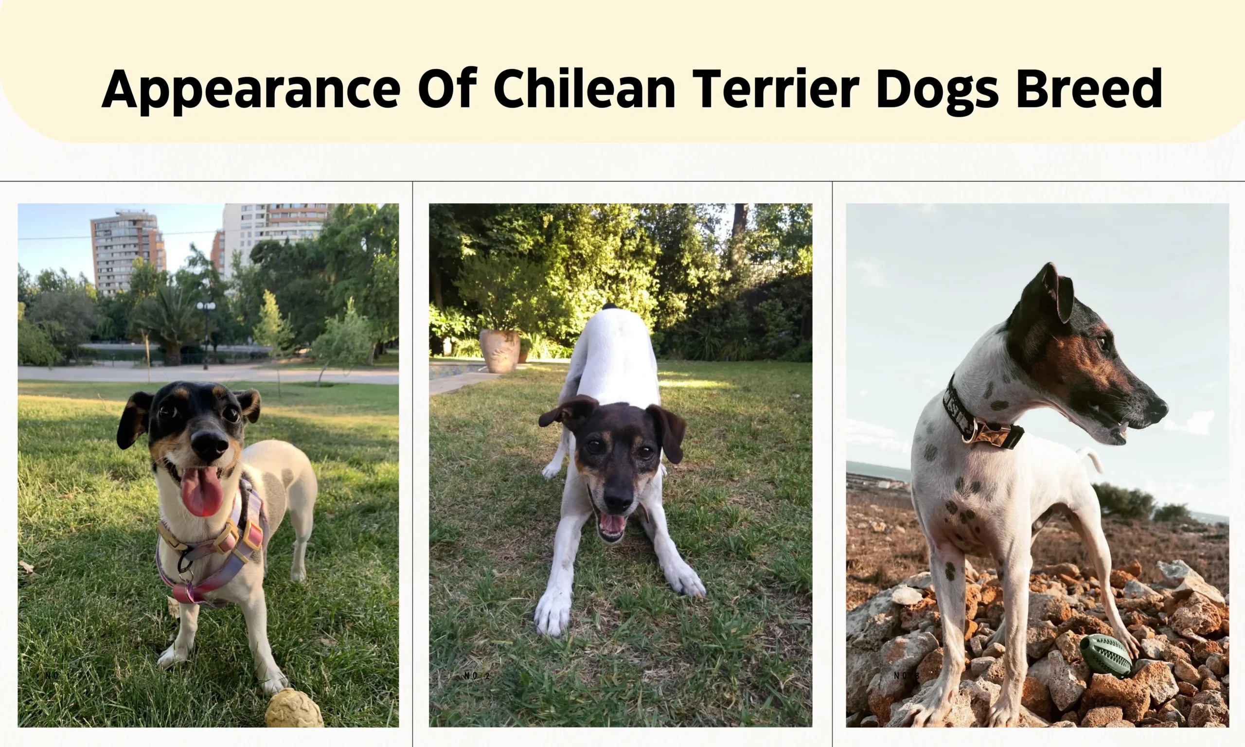 Appearance Of Chilean Terrier Dogs Breed