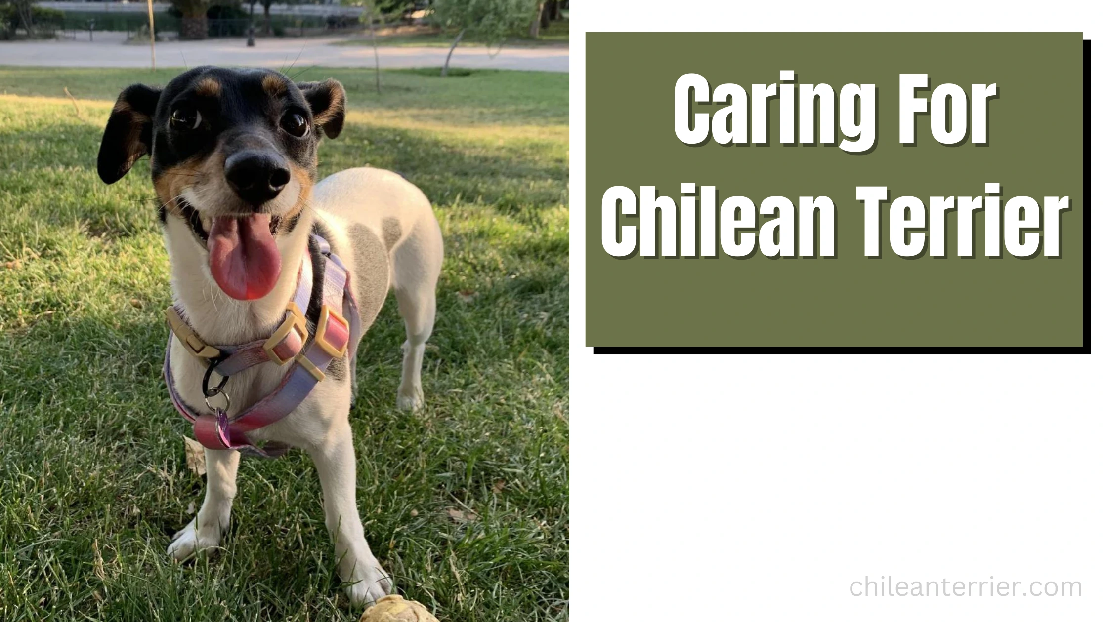 Caring For Chilean Terrier Dog