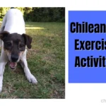 Chilean Terrier Exercise and Activity Level