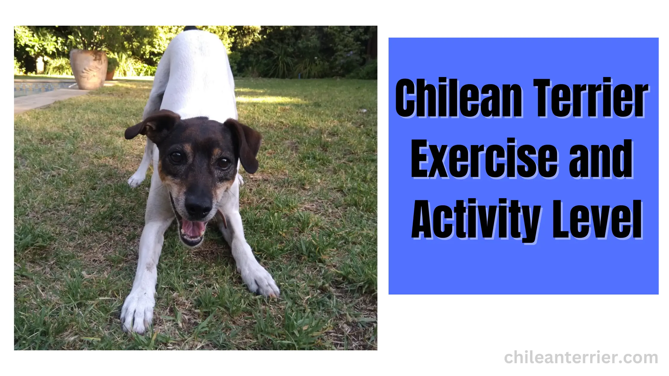 Chilean Terrier Exercise and Activity Level