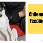 Feeding Chilean Terrier Chilean Terrier Feeding Guide