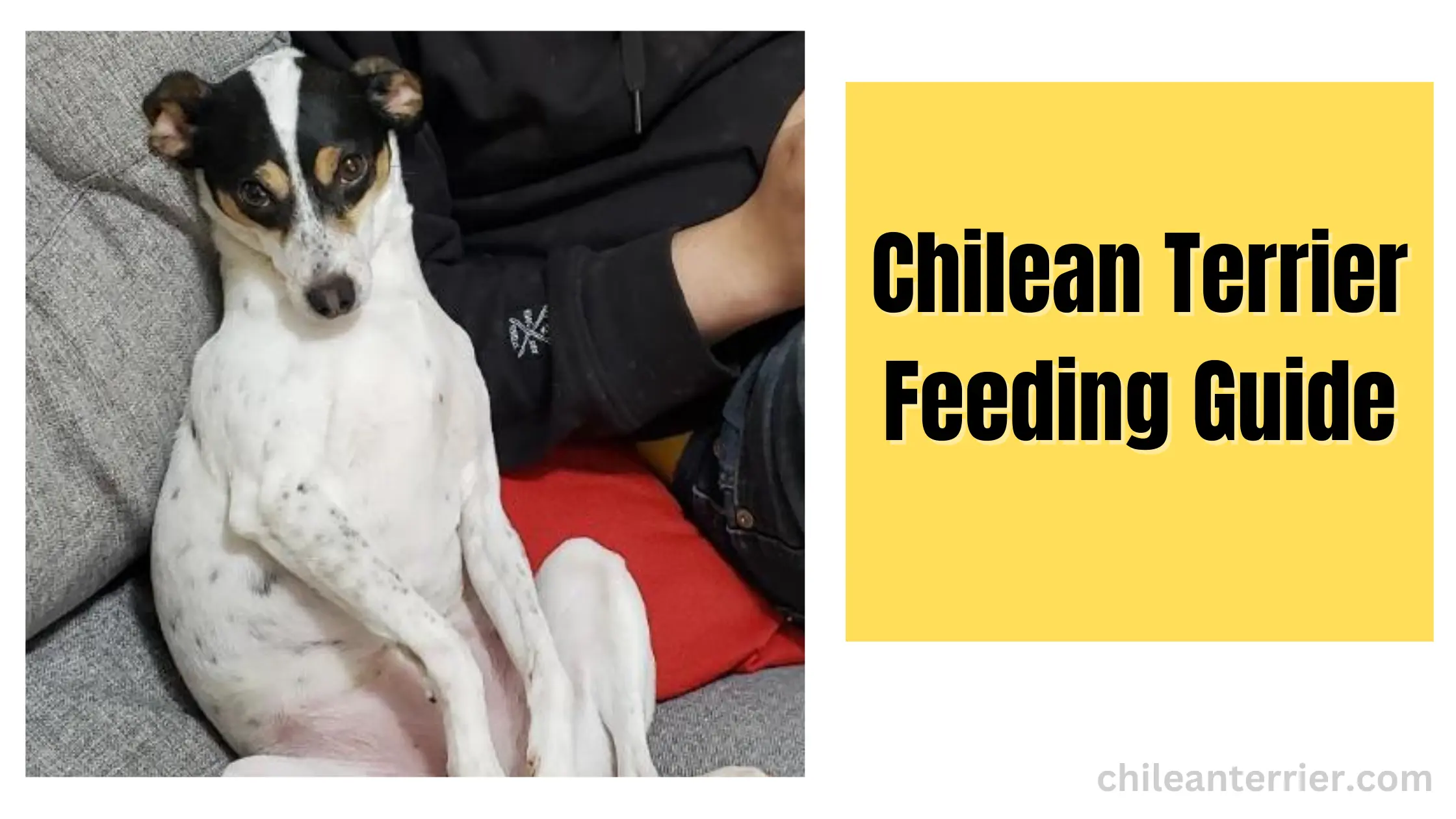 Feeding Chilean Terrier Chilean Terrier Feeding Guide