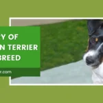 History Of Chilean Terrier Dogs Breed