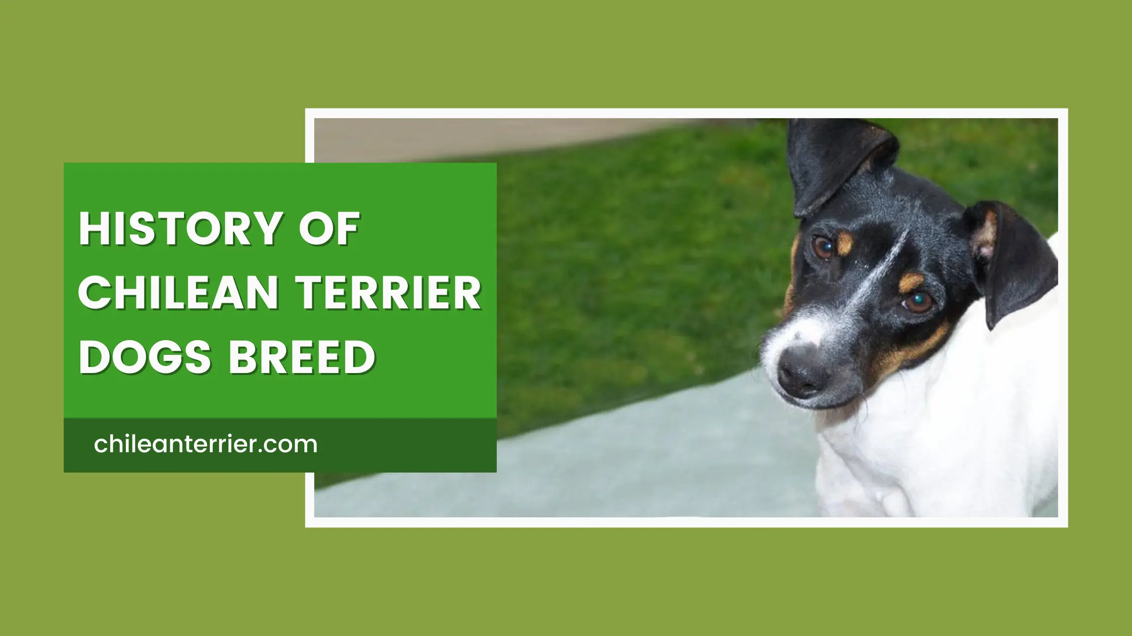 History Of Chilean Terrier Dogs Breed