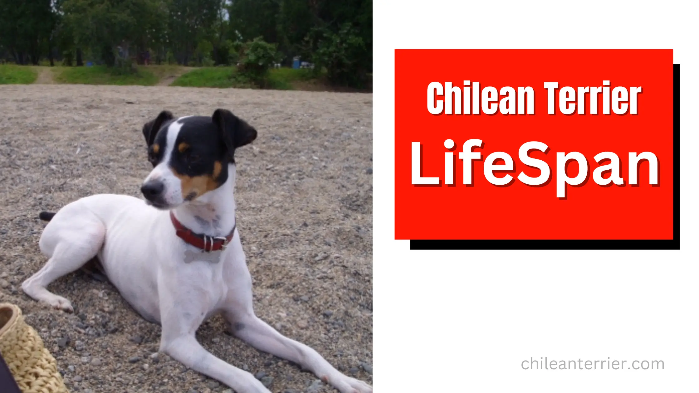 Lifespan Of Chilean Terrier Dog Chilean Terrier Lifespan