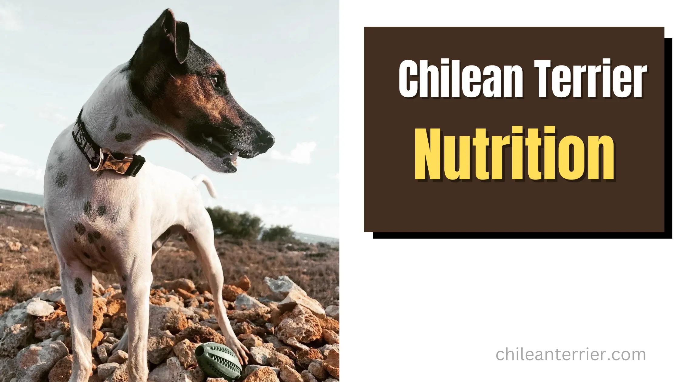 Nutrition Of Chilean Terrier Chilean Terrier Nutrition