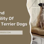 Price And Availability Of Chilean Terrier Dogs