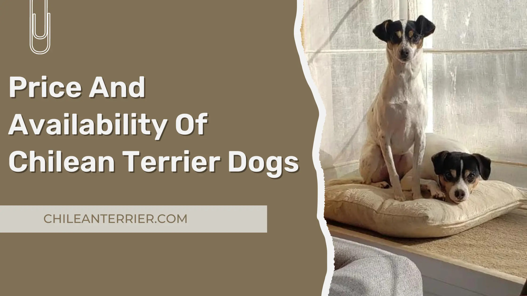 Price And Availability Of Chilean Terrier Dogs